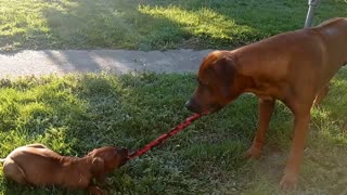 Best Uncle Dog Ever, Trains Future Tug Champ Puppy