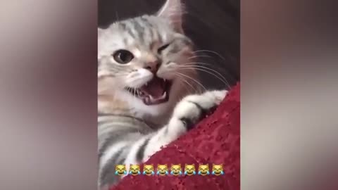 Try Not To Laugh - Dogs And Cats Cute Reaction