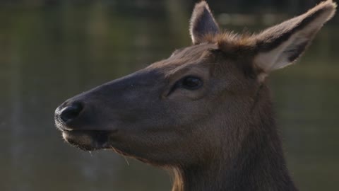 Close Up Elk Looking Right At The Camera