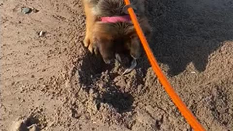 GSD Winifred “At The Beach”