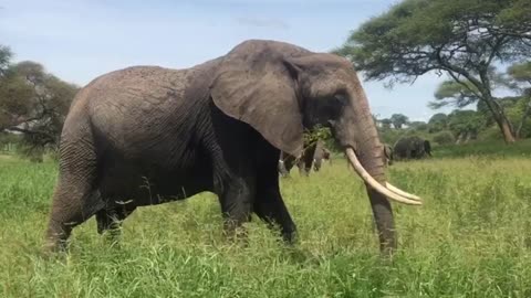 A big Elephant