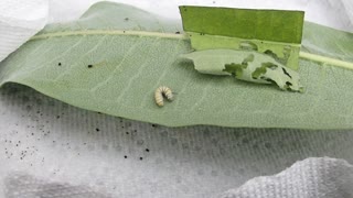 Raising Monarchs from Egg Laying Onward (Part 4)