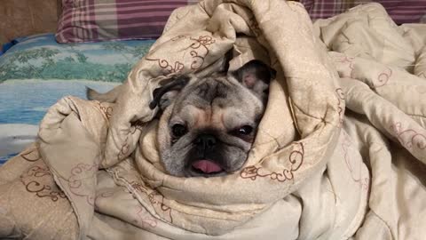 Cute animal, doggy pug, sad in winter