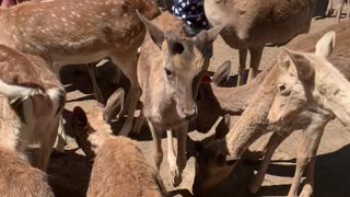 Toddler Punches Deer in the Face