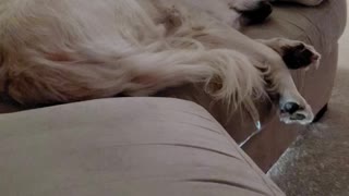 Golden Retriever Sleeping