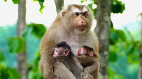 31.Monkey who given beautiful love to two baby like that very happiness family