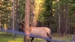 Grand Teton National Park, Wyoming, 🇺🇸 Have you ever seen an elk in person before? 🐃 (SOUND ON!) 🔉