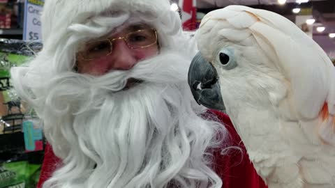 Moluccan Cockatoo adorably meets Santa Claus
