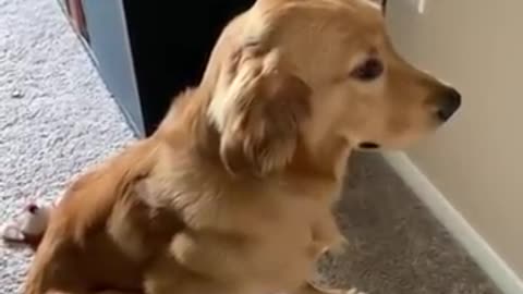 Golden Retriever Looks Guilty After Being Caught Making a Mess