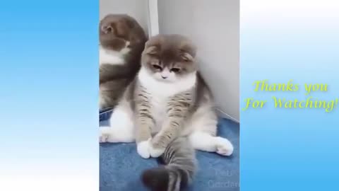Animals Doing Funny Things