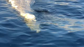 Shark Feasts On Floating Whale Carcass