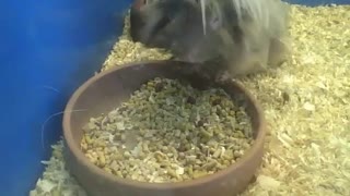 Peruvian guinea pig drinks water, then eats a lot [Nature & Animals]