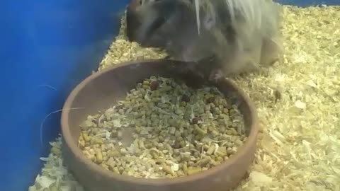 Peruvian guinea pig drinks water, then eats a lot [Nature & Animals]