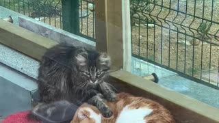 Cute Cat Buddies Enjoy Massage Time