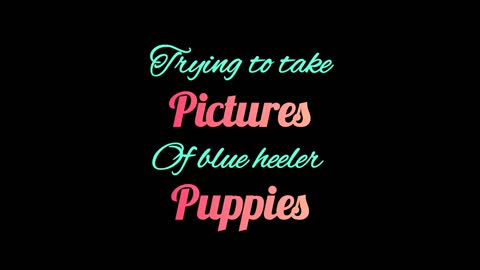 Trying to take pictures of blue heeler puppies