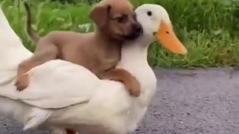 Funny dog and friend duck
