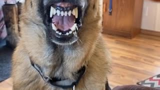 Watch this German Shepherd "smile" for a piece of bacon