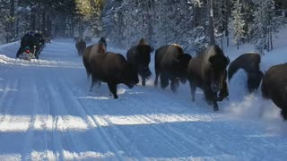 Snowmobiles Observe Bison Running Through Snow
