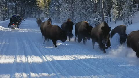 Snowmobiles Observe Bison Running Through Snow