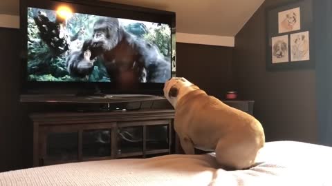 watch reaction of a dog wating moviee