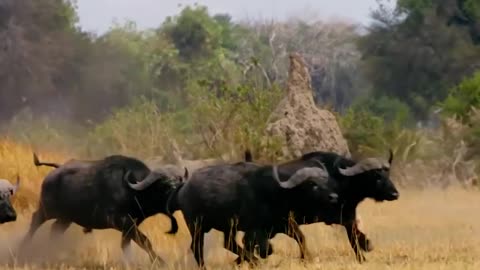 Buffaloes Humiliate The Lion King" - A Dominating Encounter in the Wild! 🌿📽️