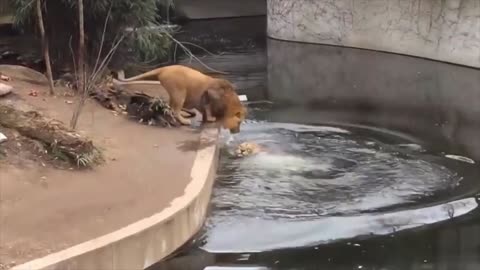 this stupid lion suddenly falls into water video funniest compilation.