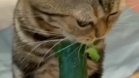 A cat🐈 iting cucumber🥒.