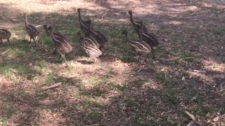 Emu Dad with his Emu chicks - The Running Bird Ranch