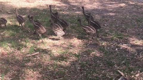 Emu Dad with his Emu chicks - The Running Bird Ranch