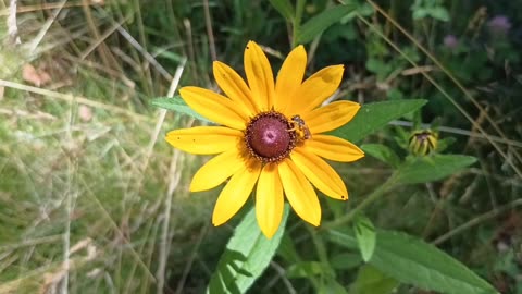 Black-eyed Susan