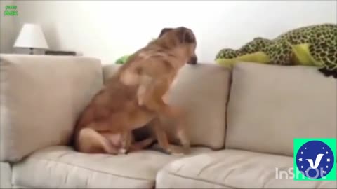 Cat and dog very funny video• best video 2021