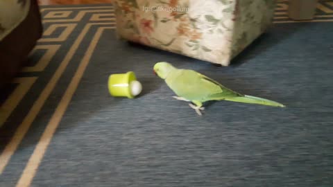 Sports-loving parrot is an excellent soccer player