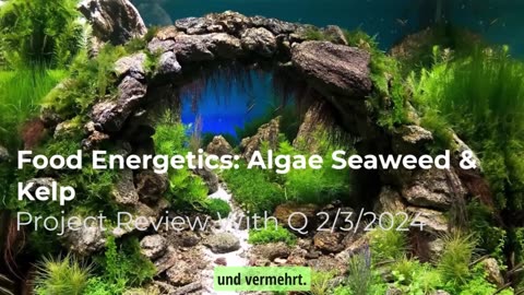 Lebensmittel Energetik Algen Seetang & Kelp