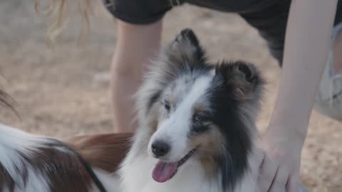 Woman Playing with Two Pet Dogs