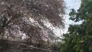 Huge Swarm of Locusts in Africa