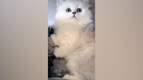 This cat is so cute
