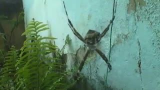 Aranha de jardim filmada de frente, ela não me atacou... [Nature & Animals]