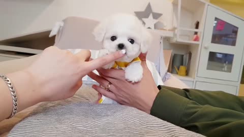Funny Puppy Videos 6