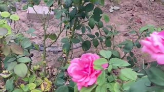 Is this a pink rose