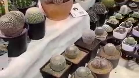 Cactus and Succulent Show