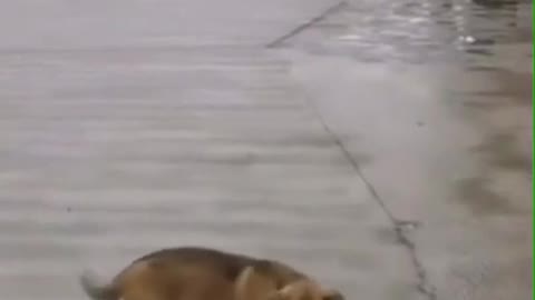 funny animal cats and dog #short #short video 2021