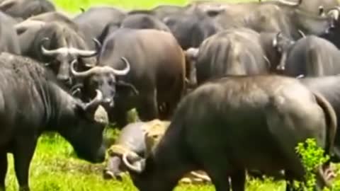 Herd Of Buffaloes Vs One Lion fight.
