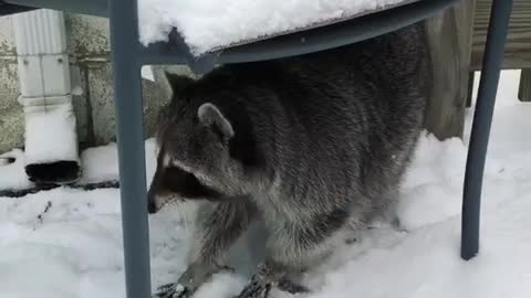 Raccoon is ready for a snowball fight