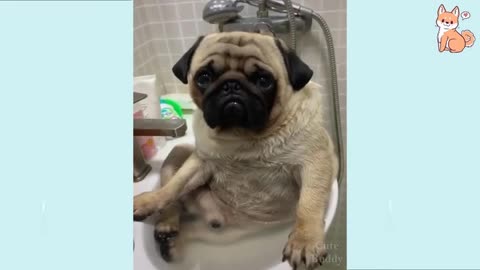 🤣Funny Dog Videos 2023🤣 🐶 It's time to LAUGH with Dog's Cute Buddy