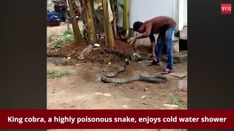 Watch: King cobra under desperate measures