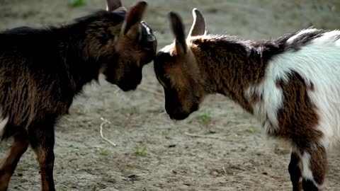 Baby goats fighting in farm zoo