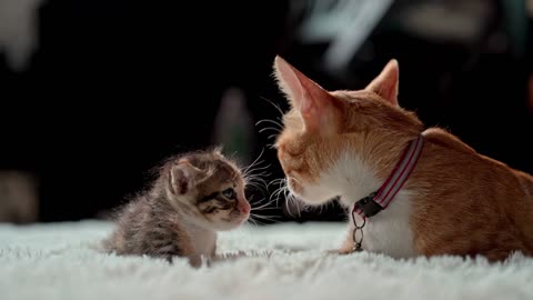 CAT: A Mother's Tender Loving Care