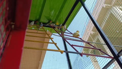 A group of lovebirds is flying Rejoicing in a beautiful cage
