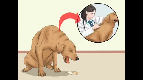 How to treat a poisoned pet