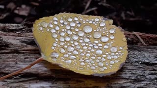 The Beauty Of Raindrops In Autumn Look Frozen In Time